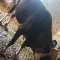 گوساله محلی