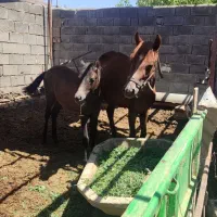 مادیون و کوره اسب