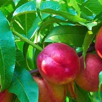 فروش زمین سهیلیه سنقر اباد کردان|فروش زمین و ملک کلنگی|کرج, کمال‌شهر|دیوار