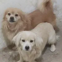 نر سگ پاکوتاه سفید