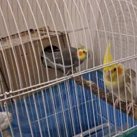 عروس هلندی باتوجه وتخم