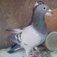 دانه 2500000|پرنده|تایباد, |دیوار