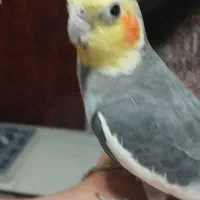 یک جفت عروس نر ماده