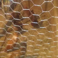 مرغ محلی تخم گذار