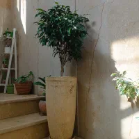 درختچه فیکوس بنجامین بلک|گل و گیاه طبیعی|تهران, مجیدیه|دیوار