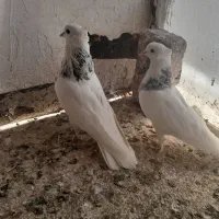 کبوتر طوقی، رسمی کلاهی