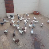 کبوتر پرشی..|پرنده|ساوه, |دیوار