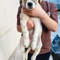 توله سگ