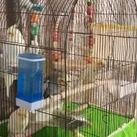 عروس هلندی .جفت مولد تخم گذاری با تمام وسایل