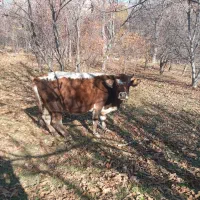 فروش گاو محلی