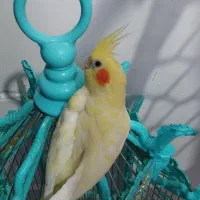 عروس هلندی مولد