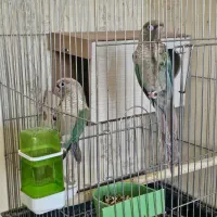 جفت گرینچیک فیروزه ای