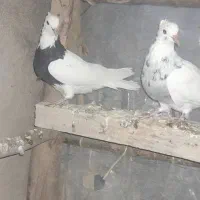 کبوتر طوقی وشازده