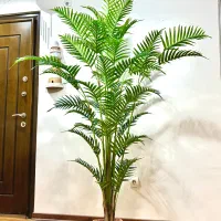 گیاه درخت نخل اریکا شامادورا دو متری|گل مصنوعی|تهران, آبشار تهران (دریاچه)|دیوار