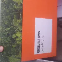 بذر چغندر اصل اورسلینا