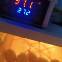 دستگاه جوجه کشی|لوازم جانبی حیوانات|رفسنجان, |دیوار