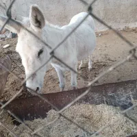الاغ گله ای