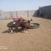 سلام سه بره ماده یک نرفروشی