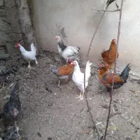 خروس محلی و گلین|حیوانات مزرعه|کن, |دیوار