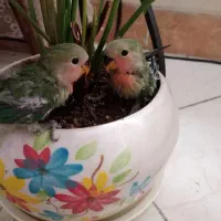 طوطی برزیلی صورت هلویی 1100