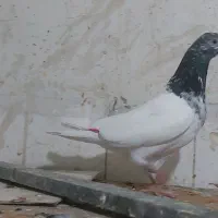 کبوتر تیدی و جوجه دمبی