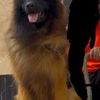 ژرمن شولاین نر بینظیر