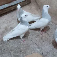 کفتر طوقی آبی مهر