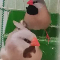 فنچ کرواتی، فنچ توت فرنگی ،کبوتر الماسی