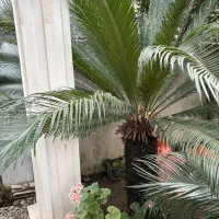 گل سیکاس (چند عدد موجود)|گل و گیاه طبیعی|ماسال, |دیوار