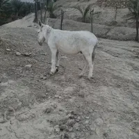 فروش الاغ نر