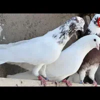 طهرانی یا کله دمبی بگرد