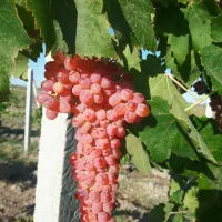 نهال انگور با احداث باغ انگور  رقم تجاری .|خدمات باغبانی و درختکاری|سلماس, |دیوار