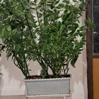 گل بنجامین سبز ابلق و ستون فقرات شیطان|گل و گیاه طبیعی|پیرانشهر, |دیوار