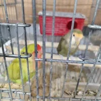 طوطی برزیلی یک جفت تخم گذار