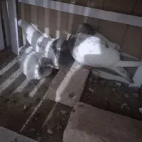 جفت کله با جوجه کاکلی