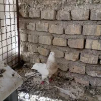 کبوتر ماده طوقی آجری خفت