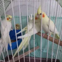 عروس هلندی|پرنده|رباطکریم, رباطکریم|دیوار