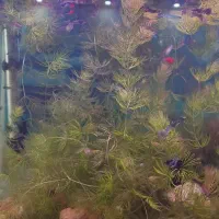 گیاه شویدی طبیعی|ماهی|بندر ماهشهر, |دیوار