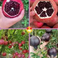 فروش نهال با ارقام های درجه 1|خدمات باغبانی و درختکاری|آذرشهر, |دیوار