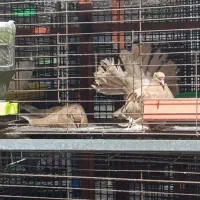 دم چتری آمریکایی