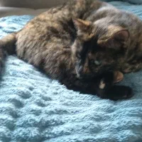 گربه پیدا شده|حیوانات|مشهد, هنرستان|دیوار