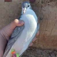 یک جفت ساده نسل هفت‌رنگ ب ضمانت