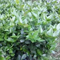یاس سطل ۱۰|گل و گیاه طبیعی|کلاچای, |دیوار