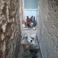 مرغ محلی اصل اصل