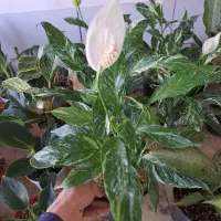 گل آپارتمانی با قیمت مناسب|گل و گیاه طبیعی|بیرجند, |دیوار