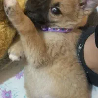 سگ اشپیتز پامر|سگ|شاهینشهر, شهرک گلدیس|دیوار