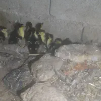 جوجه اردک اسرائیلی