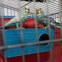 جفت مرغ عشق رنگین کمانی مولد