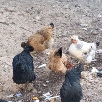 مرغ زینتی  جوان وتخم گذار