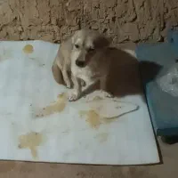 سگ خانگی فروشی خوشگل و حرف گوش کن